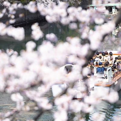 満開の桜越しに見る屋形船（大岡川桜まつり）の写真