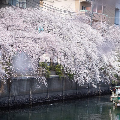 大岡川沿いの満開の桜と花見クルーズ中の屋形船（神奈川県）の写真
