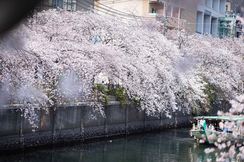 大岡川沿いの満開の桜と花見クルーズ中の屋形船（神奈川県）の写真