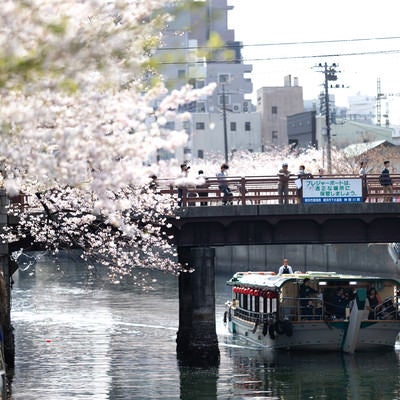 橋の上から見る満開の桜と屋形船（大岡川桜まつり）の写真