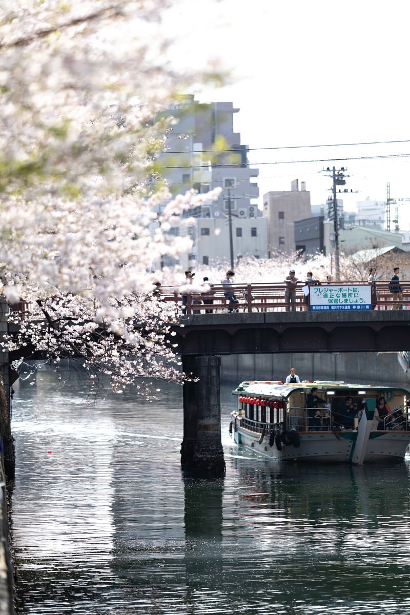 「橋の上から見る満開の桜と屋形船（大岡川桜まつり）」の写真