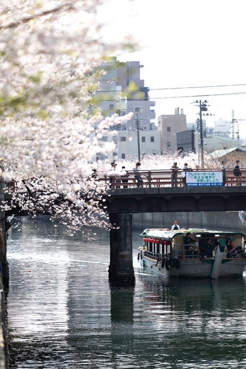 橋の上から見る満開の桜と屋形船（大岡川桜まつり）の写真