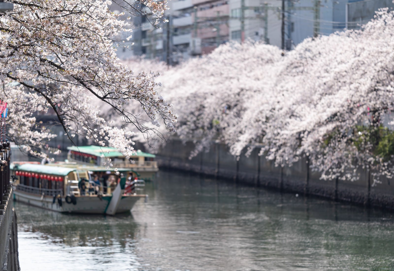 「大岡川沿いの満開の桜と屋形船（神奈川県）」の写真