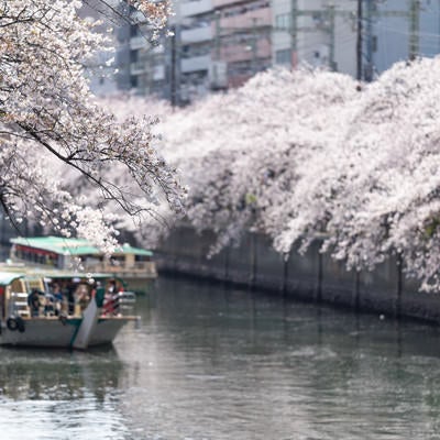 大岡川沿いの満開の桜と屋形船（神奈川県）の写真
