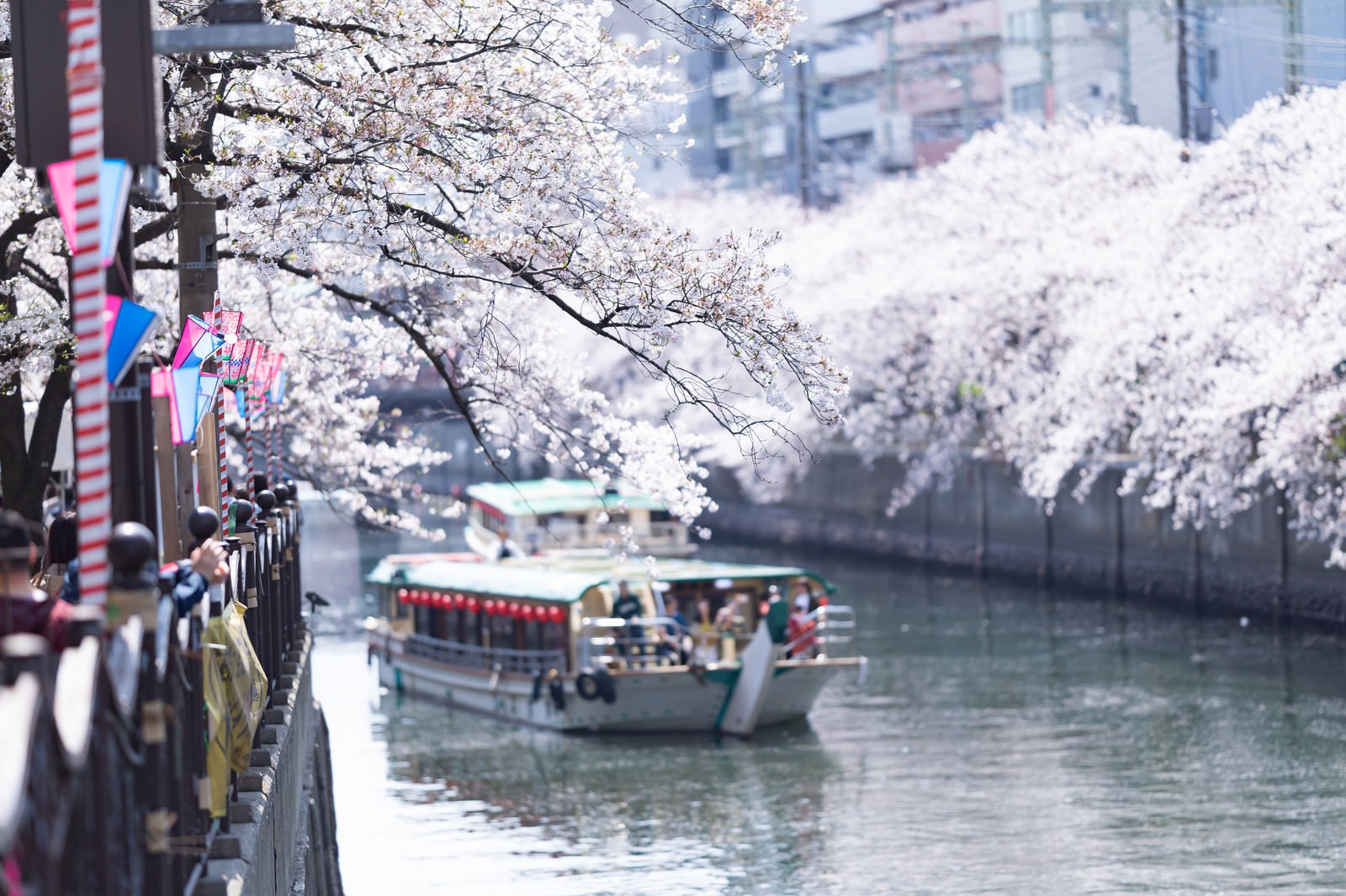 「桜まつり会場から見る大岡川の桜と屋形船（神奈川県）」の写真
