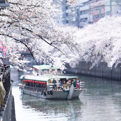桜まつり会場から見る大岡川の桜と屋形船（神奈川県）の写真