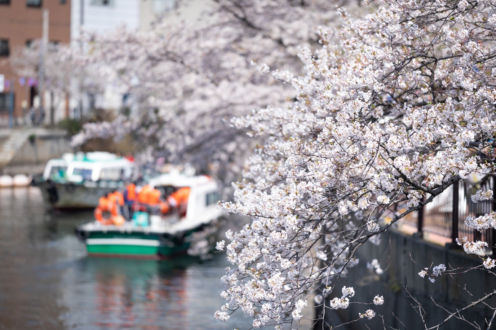 「大岡川沿いの並木桜とお花見屋形船（大岡川桜まつり）」の写真