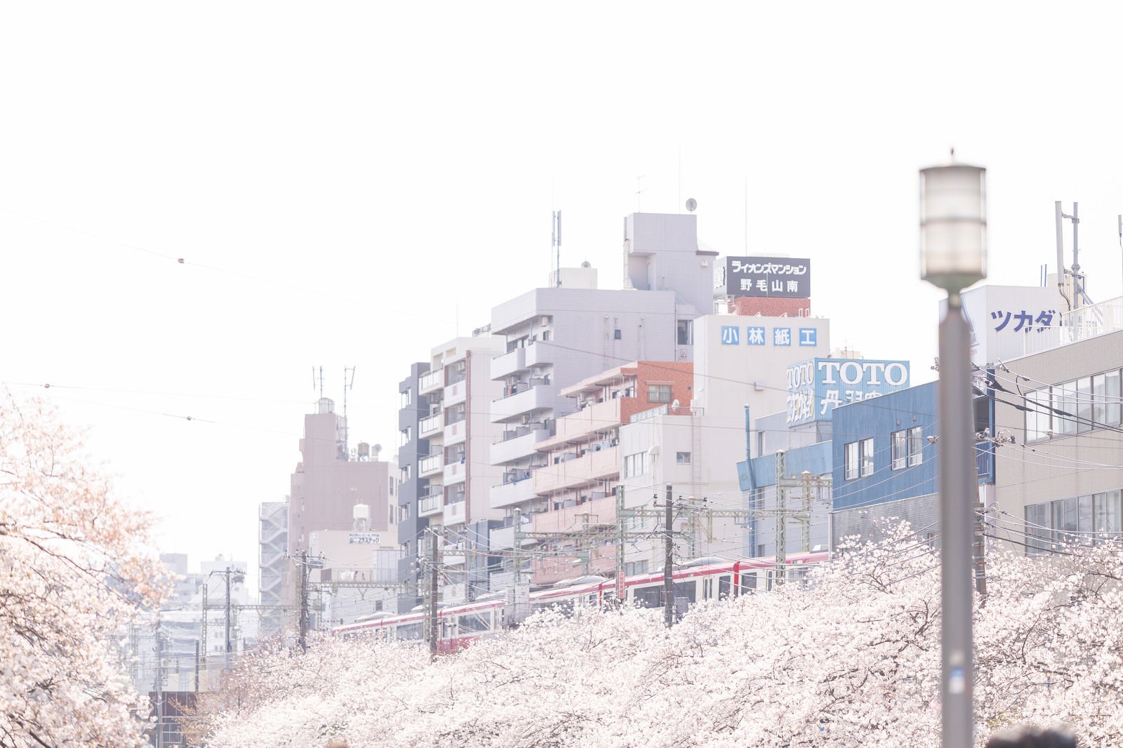 「桜並木沿いを走る京急電車と街並み」の写真