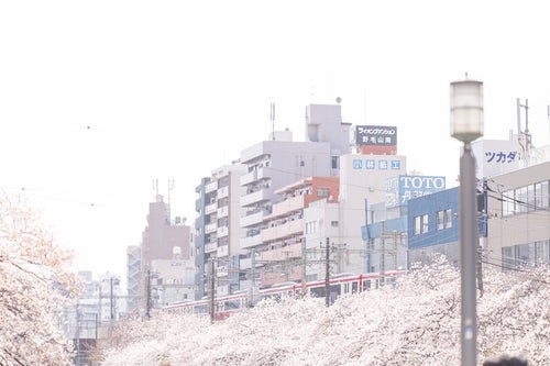 桜並木沿いを走る京急電車と街並みの写真