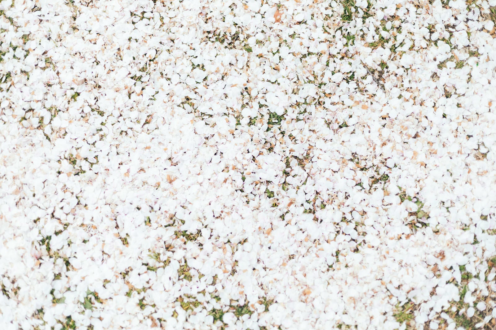 「散り行く桜の絨毯」の写真