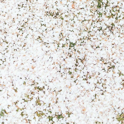 散り行く桜の絨毯の写真