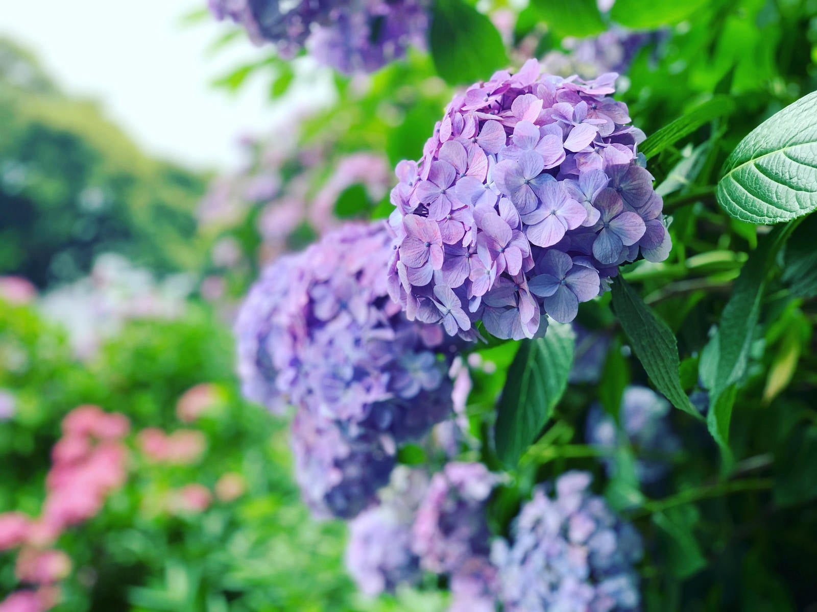 「梅雨を知らせる紫陽花」の写真