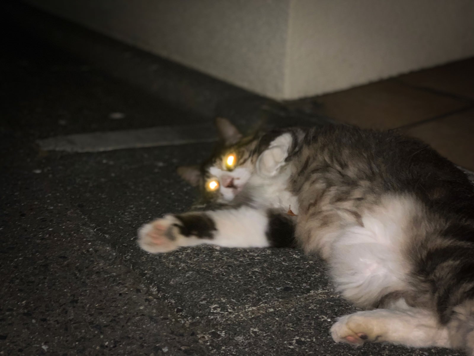 「夜に目が光る猫」の写真
