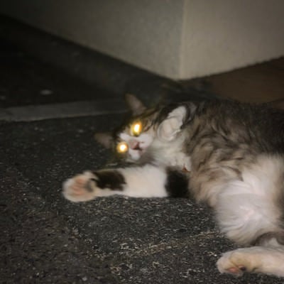 夜に目が光る猫の写真