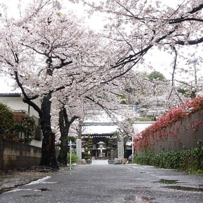 桜舞い散る路地の写真