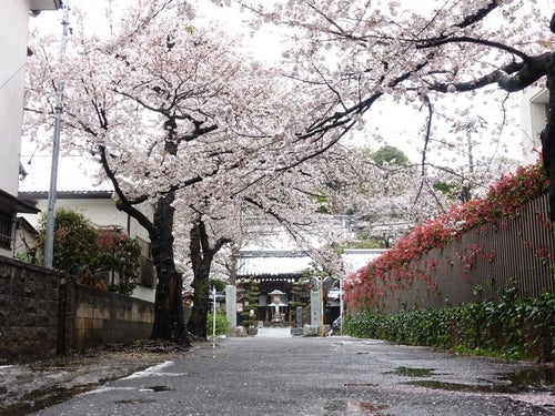 桜舞い散る路地の写真