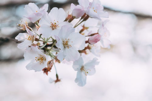 桜の花開くの写真