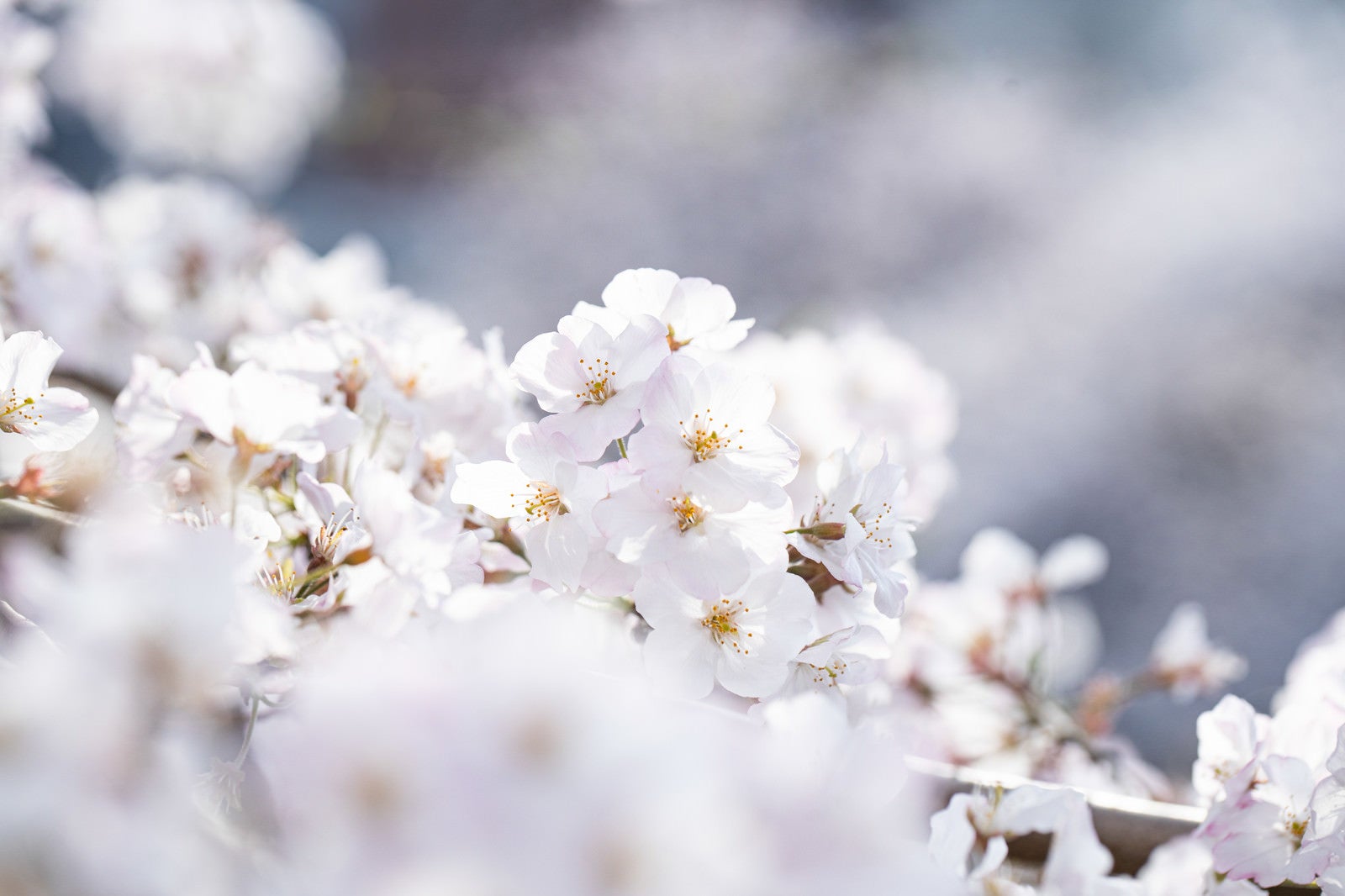 「春の訪れ、桜咲く」の写真