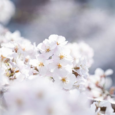 春の訪れ、桜咲くの写真