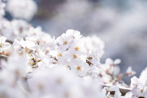春の訪れ、桜咲くの写真