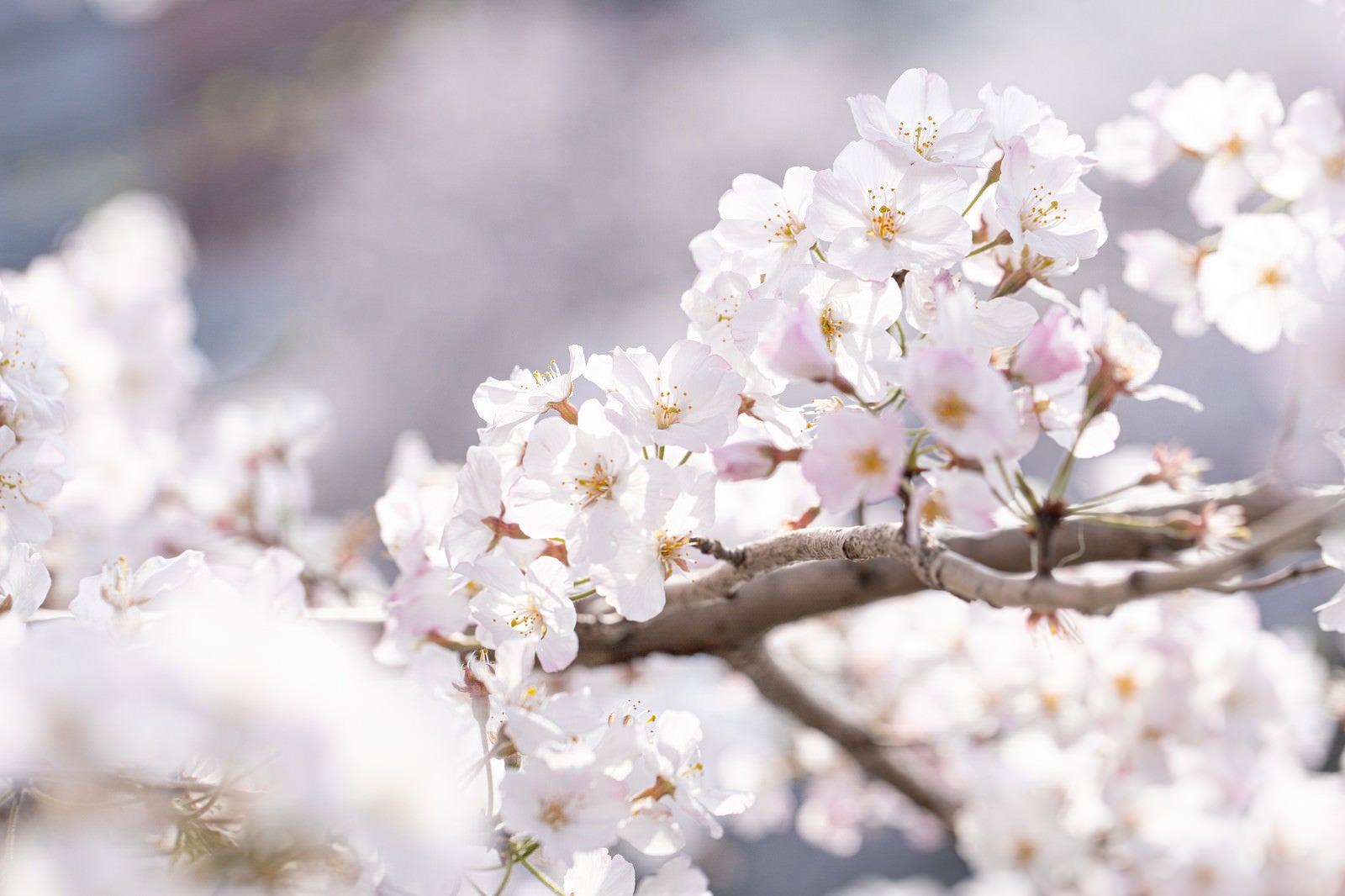 「桜の枝」の写真