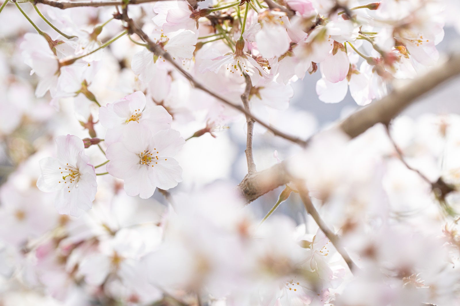 「桜の季節、春爛漫」の写真