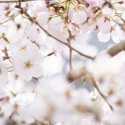 桜の季節、春爛漫の写真