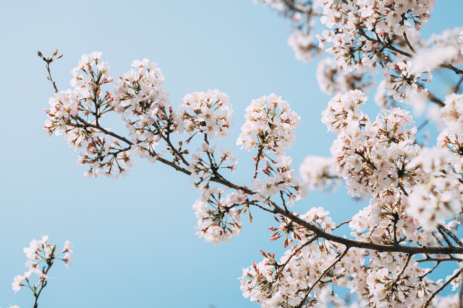 「桜満開の季節」の写真