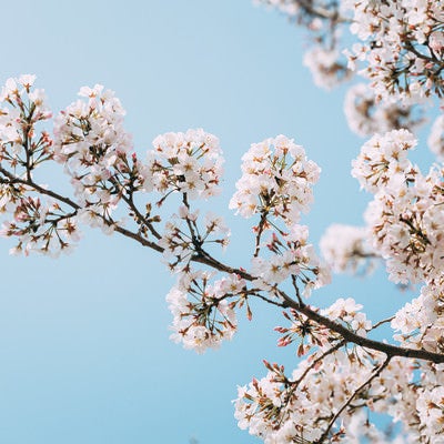 満開の桜の枝の写真