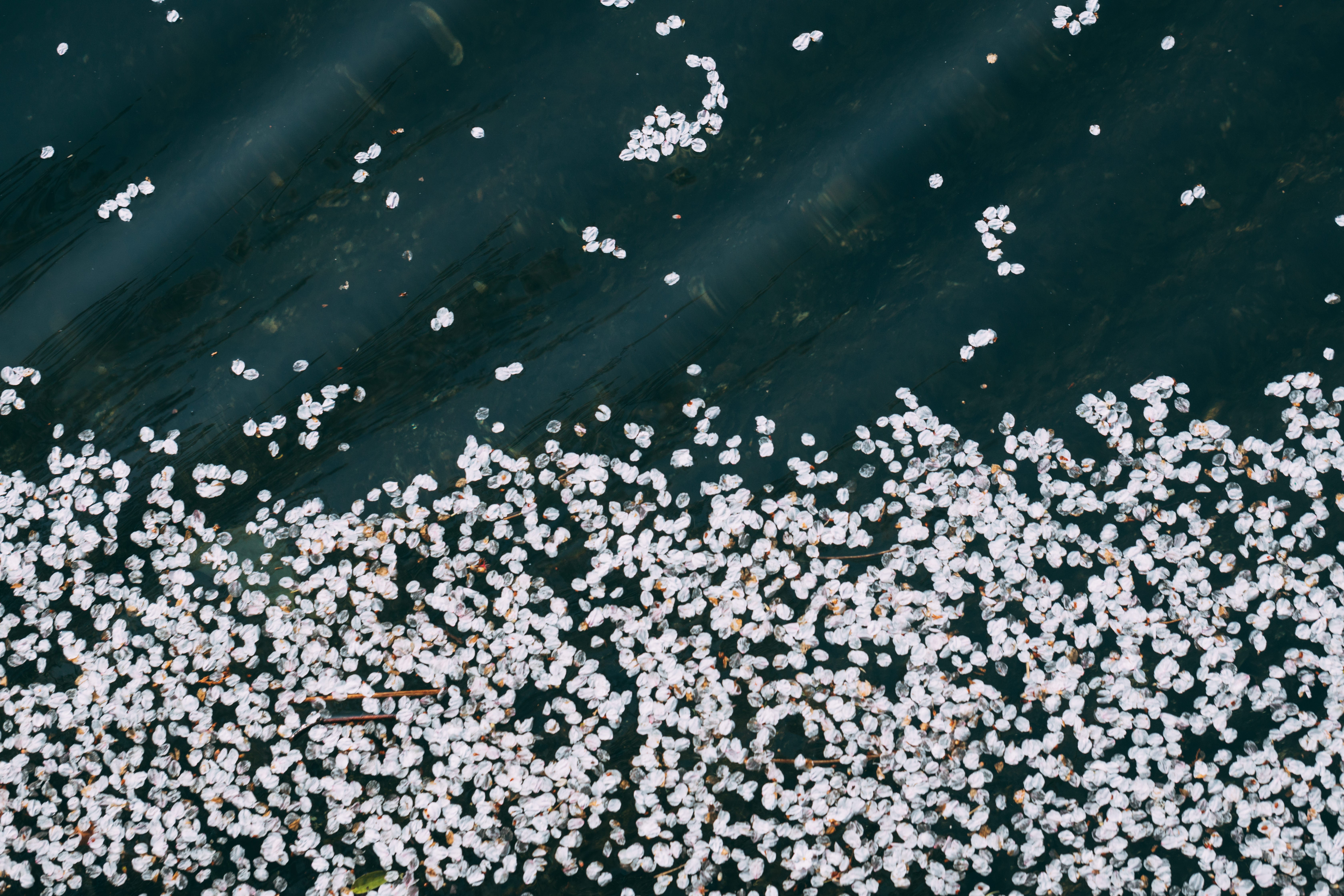水面に浮かぶ桜の花びらの無料の写真素材 - ID.36610｜フリー素材 ぱくたそ
