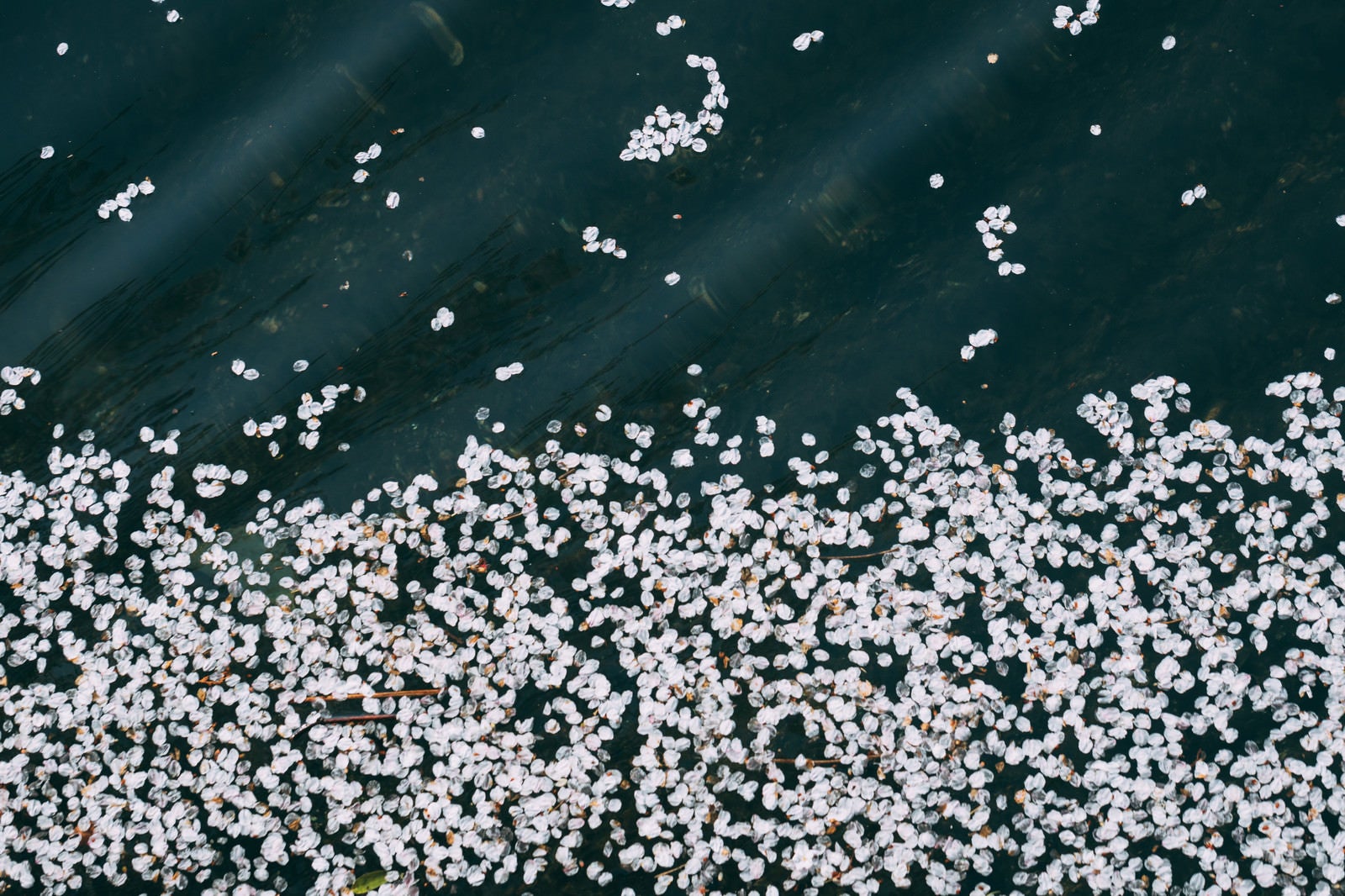 「水面に浮かぶ桜の花びら」の写真