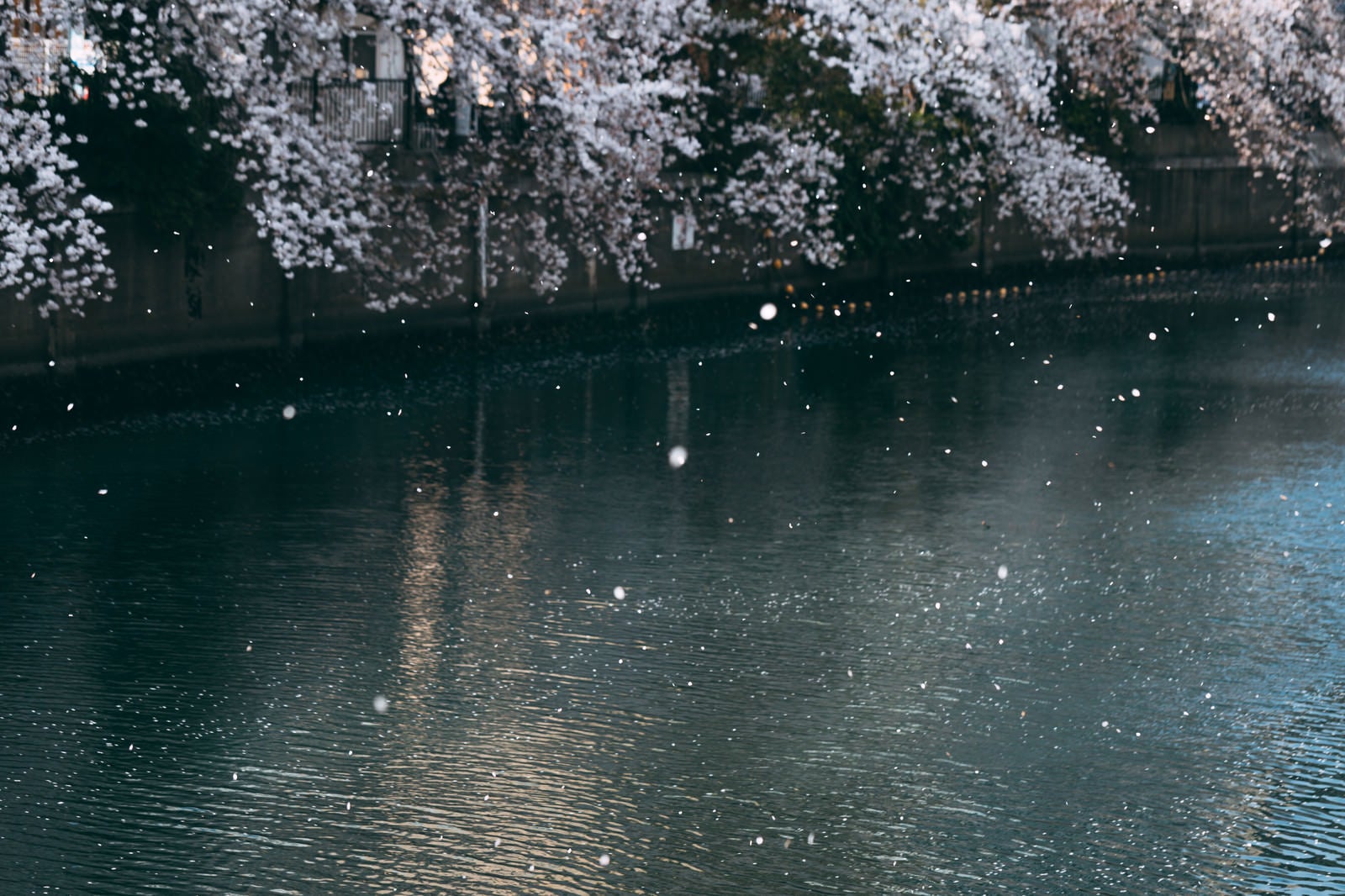 「桜舞い散る川」の写真