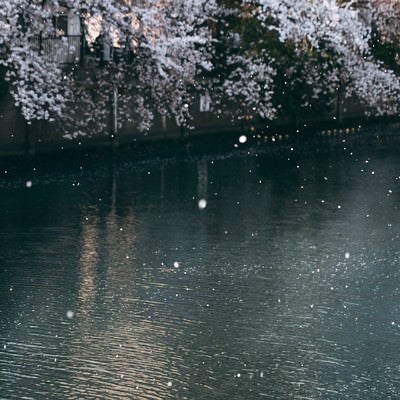 桜舞い散る川の写真