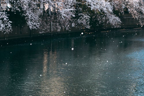 桜舞い散る河川の写真