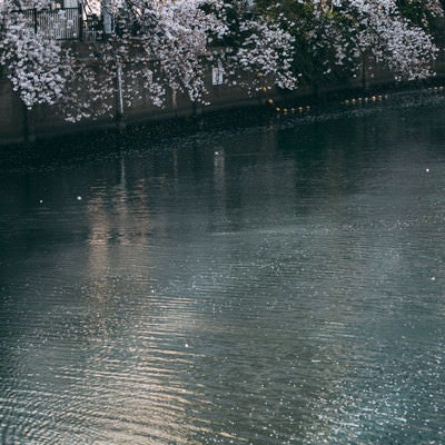 大岡川の桜の写真