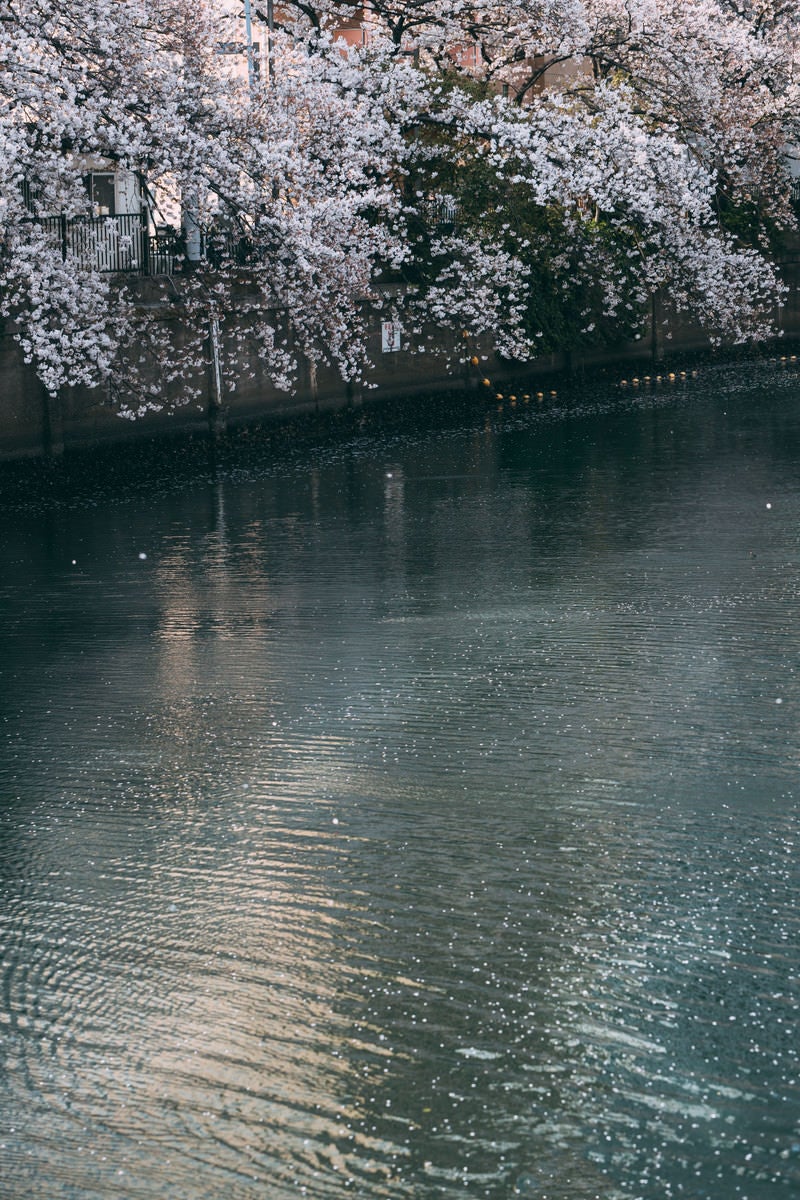 「大岡川の桜」の写真