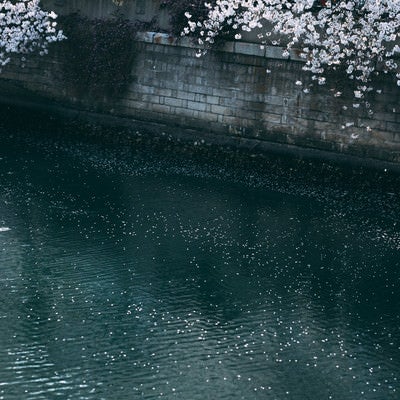 河川の桜の写真