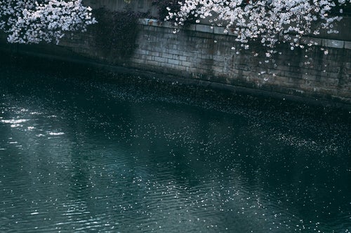河川の桜の写真