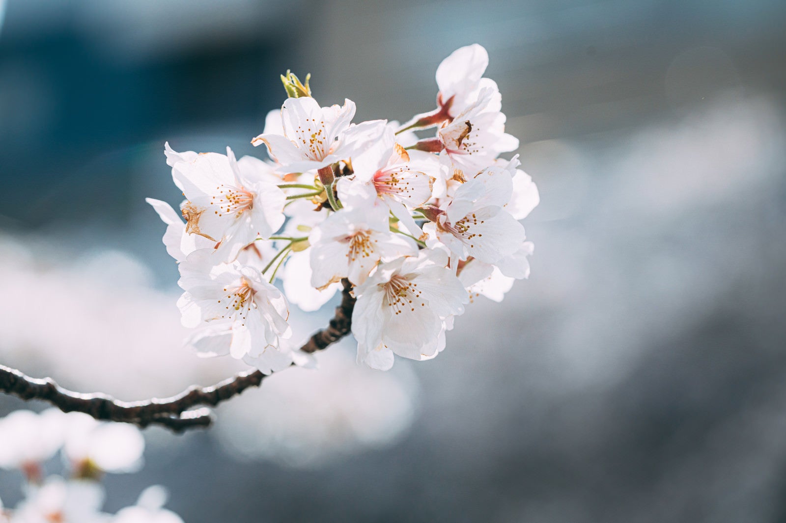 「花咲く桜（さくら）」の写真