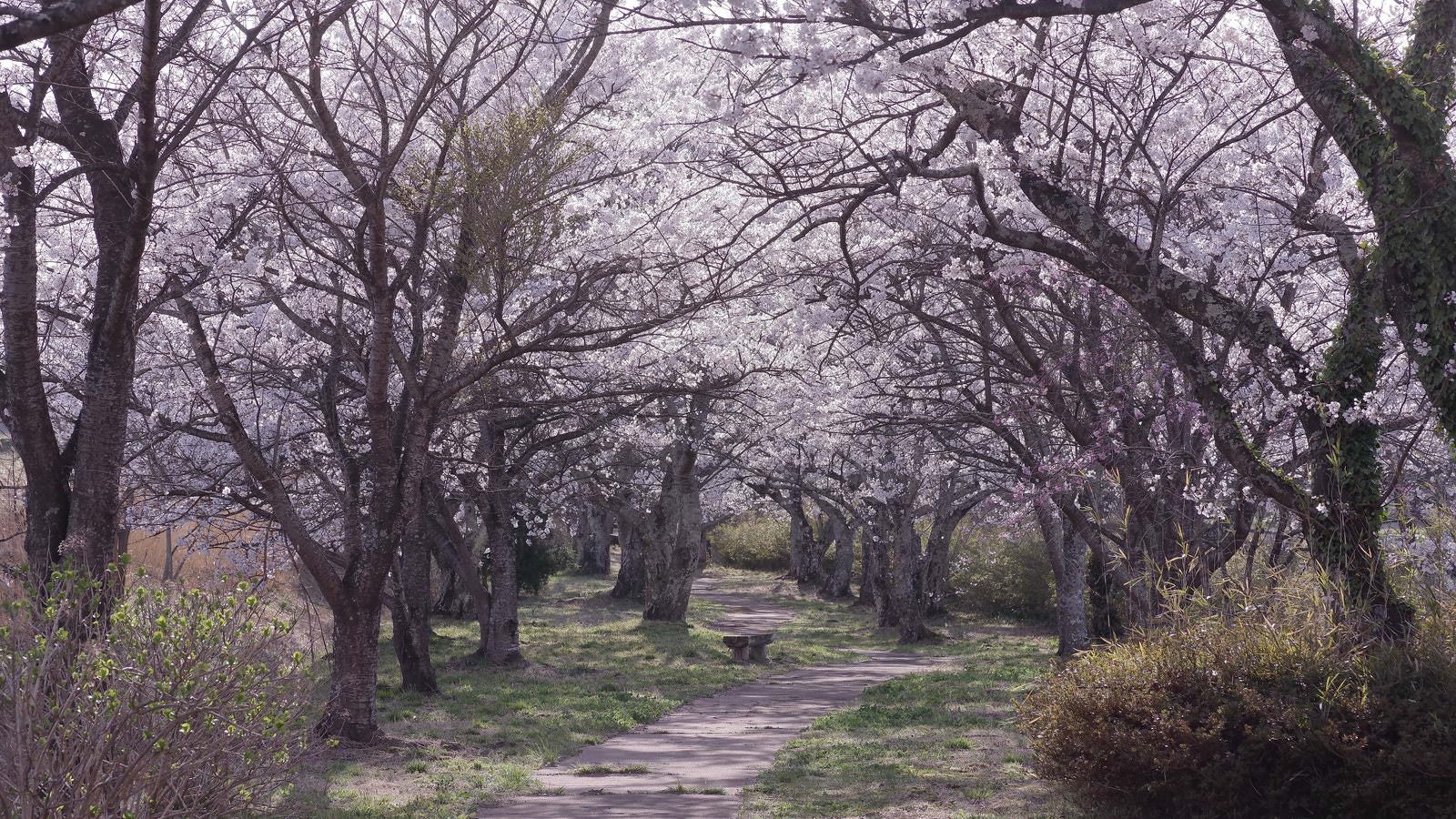 「公園の桜咲く散歩道」の写真