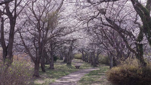 公園の桜咲く散歩道の写真