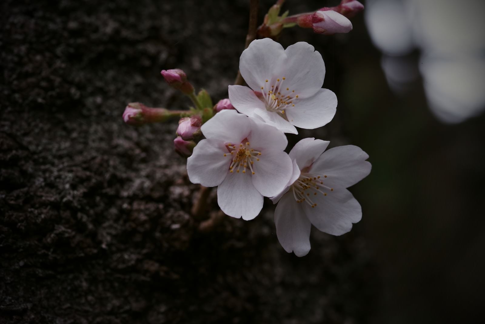 「開花しはじめた桜」の写真