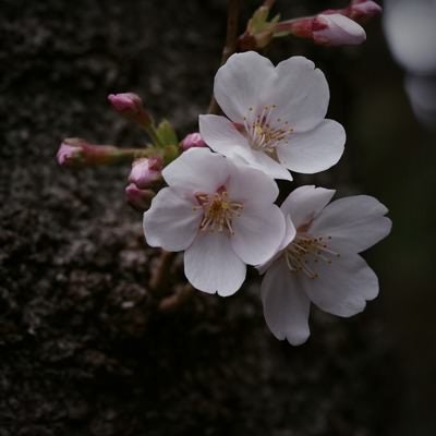 開花しはじめた桜の写真