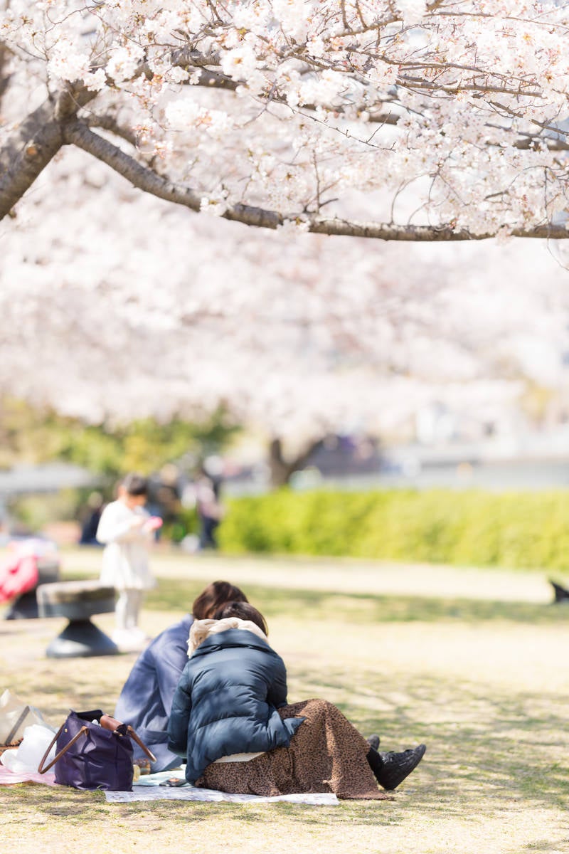 「満開の桜の下でお花見を楽しむ人達」の写真