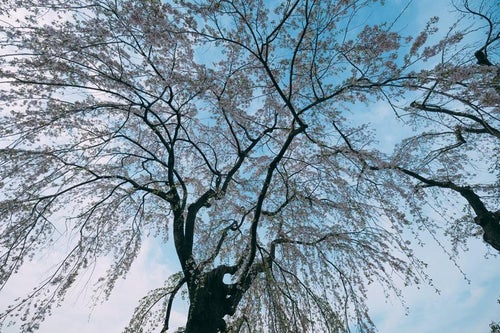 山下公園の枝垂れ桜の写真