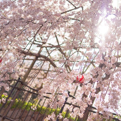 桜まつりと枝垂れ桜の写真