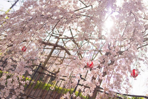 桜まつりと枝垂れ桜の写真