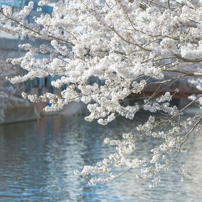 大岡川（横浜）と桜の木の写真