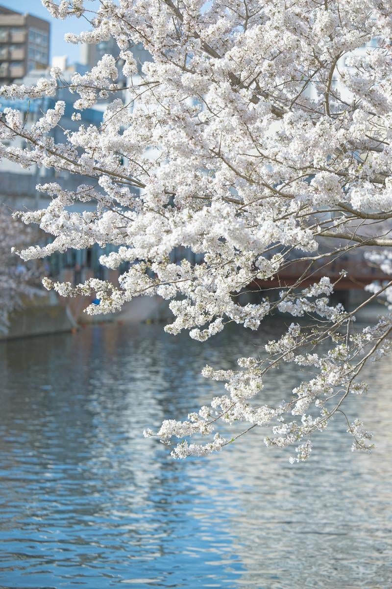 「大岡川（横浜）と桜の木」の写真