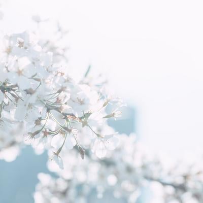 桜の花に光が降り注ぐの写真